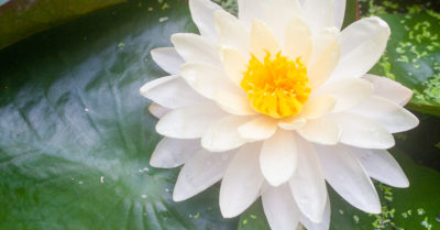 10 trí huệ của cổ nhân giúp bạn tìm thấy hạnh phúc trong tâm hồn