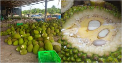 Bột trắng xuất hiện lên vết cắt đầu quả mít “dạo gần đây” có ảnh hưởng đến sức khoẻ người dùng