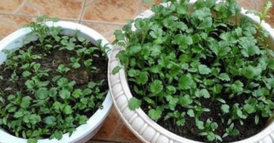 Tranh thủ thời gian đang nghỉ vì dịch, chị em có thể tự trồng rau mùi trên ban công cho cả nhà ăn