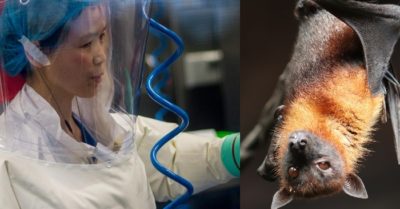 Virus Vũ Hán: Những day dứt của “Người Dơi” và nước Pháp