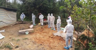 Thêm ổ dịch tả lợn châu Phi ở Bắc Kạn