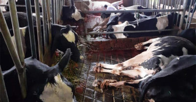 Sét đánh chết 10 con bò sữa ở Lâm Đồng, thiệt hại gần 900 triệu đồng