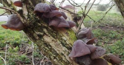 Ba “không nên” với mộc nhĩ có thể biến thành thuốc độc?