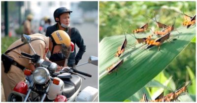 Cập nhật tối 24/5: CSGT bị tố đòi 6,2 triệu đồng cho lỗi phạt 350.000 đồng; Châu chấu phá hoại ở bắc Lào