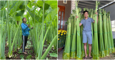 Trầm trồ trước vườn dọc mùng khổng lồ như trong cổ tích