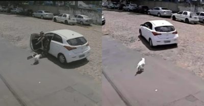 Video: Người phụ nữ cố tình bỏ rơi chú chó cụt chân