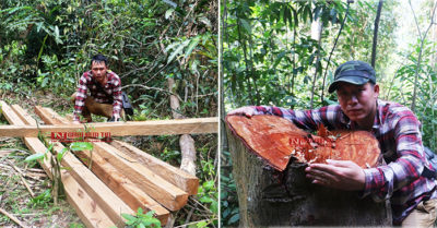 Hàng loạt gỗ rừng tự nhiên lớn ở Thanh Hóa bị chặt hạ