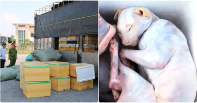 Phát hiện hơn 700kg thịt chó, mèo bốc mùi hôi thối