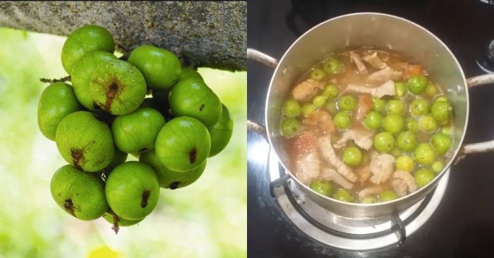 Nấu món sung hầm thịt nạc ăn, tốt cho người mắc bệnh xương khớp