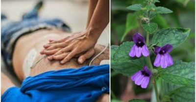 Tin Sức khỏe ngày 29/5: Cấp cứu ngoài viện thành công bệnh nhân ngưng tim do điện giật; Nhân trần – thuốc mọc hoang trị nhiều bệnh