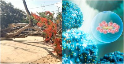 Cập nhật trưa 28/5: Lại thêm cây phượng đổ trong sân trường; Phát hiện đặc điểm lạ của virus corona chủng mới