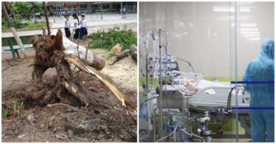 Cập nhật tối 29/5: Lại một cây phượng bật gốc trong sân trường; Phi công người Anh có hi vọng sống không cần ghép phổi