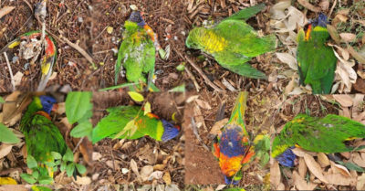 Úc: Xuất hiện virus lạ khiến vẹt cầu vồng ngã chết hàng loạt