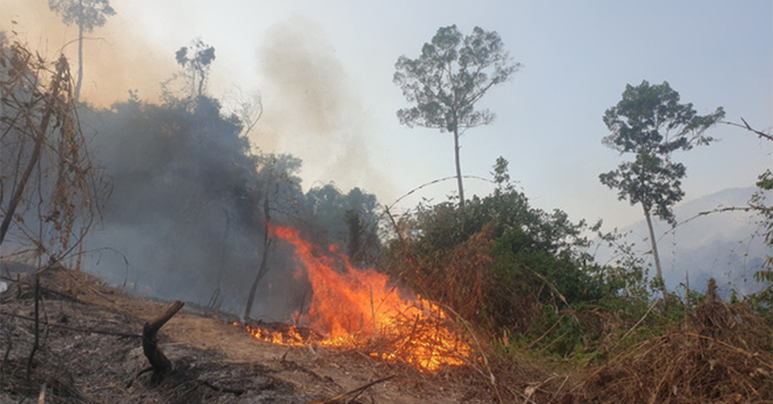 Cháy rừng