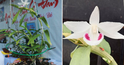 Chi 5 tỷ đồng mua giỏ lan như ‘ngọn rau muống’