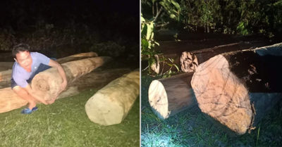 Hà Tĩnh: Người dân phát hiện nhiều gỗ lậu tập kết ngay bìa rừng