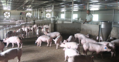 Ngược dòng nuôi heo trong bão dịch tả lợn châu Phi, 4 tháng sau lãi ròng hơn 1 tỷ