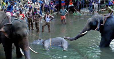 Voi mang thai mất mạng vì ăn quả nhét pháo bên trong