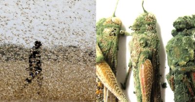 Châu chấu bay vào Việt Nam đã quay lại tấn công Trung Quốc