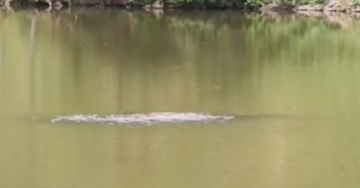 Dân Trung Quốc nghi ngờ có “quái vật bí ẩn’ bơi trong hồ nước ở Lạc Dương