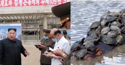 Dân Triều Tiên sắp chết đói, được lãnh tụ Kim Jong Un gợi ý ăn rùa