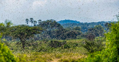 Cập nhật sáng 24/7: Châu chấu từ Trung Quốc tràn sang tàn phá Điện Biên