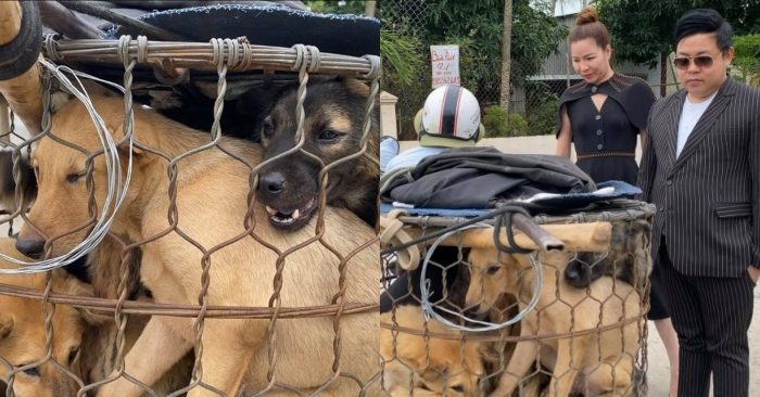 Ca sĩ Quang Lê giải cứu năm chú chó đang bị đưa đến lò mổ