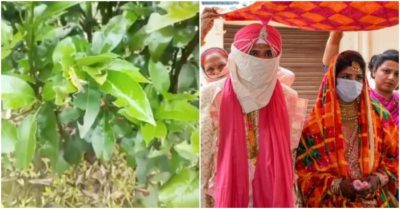 Cập nhật trưa 3/7: Dịch châu chấu tấn công Quế Lâm – Trung Quốc; Chú rể lây Covid-19 đến hơn 100 khách đám cưới