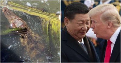 Cập nhật trưa 15/7: Bắt được cá sấu trên kênh Tẻ ; Hồng Kông chính thức hết thời hưởng bổng lộc Hoa Kỳ