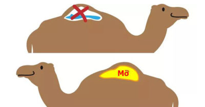 Lạc đà dự trữ nước ở đâu để sống sót vượt sa mạc?