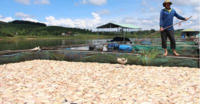 26 tấn cá nổi lềnh bềnh sau mưa lớn khiến người dân thiệt hại hơn 1 tỷ đồng