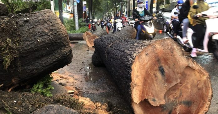 Cây dầu bật gốc, đè người đi đường ở Sài Gòn bị cưa khúc (ảnh chụp màn hình Tuổi Trẻ).