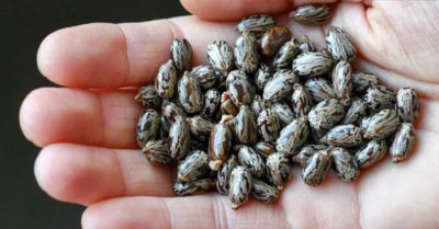 Xác định người gửi chất độc không thuốc giải trong thư đến Tổng thống Trump