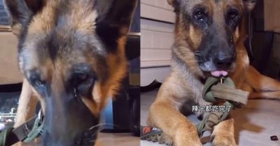 Video chú chó giống Đức chảy nước mắt khi ăn bát ớt Trùng Khánh chủ nhân đưa