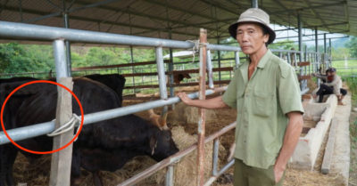 Kết thúc dự án nghiên cứu, đàn bò tót vườn quốc gia bị ‘bỏ rơi’, đói trơ xương