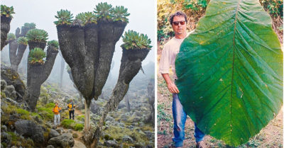 15 bức ảnh ấn tượng khiến bạn cảm thấy như “đi lạc” vào thế giới của người khổng lồ