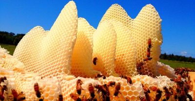 Bạn có thể lấy mật mà không làm phiền đàn ong