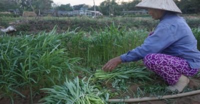 Hậu dịch Covid-19 ở Đà Nẵng: 10 ngàn 3 bó rau to bự mà nông dân vẫn ế