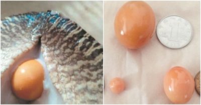 Đổi đời nhờ chiêu đãi bạn đặc sản ốc sên vàng