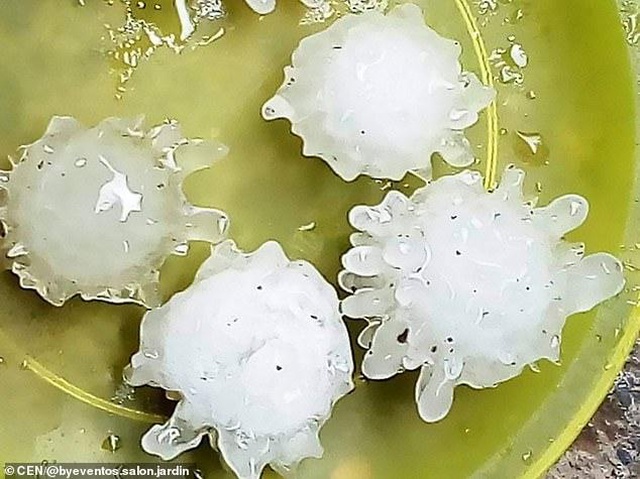 loai rong duy nhat dang ton tai tren trai dat sau bien xuat hien o vung tau la giun lua