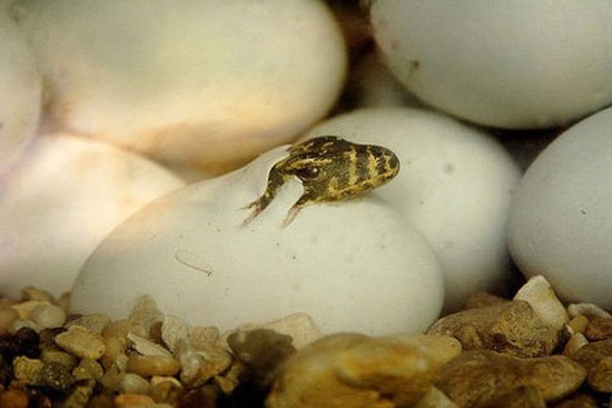 loai rong duy nhat dang ton tai tren trai dat sau bien xuat hien o vung tau la giun lua