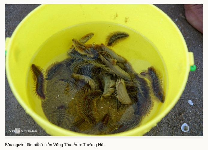 loai rong duy nhat dang ton tai tren trai dat sau bien xuat hien o vung tau la giun lua