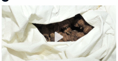 Lực lượng hành pháp Mỹ vừa chặn lại một gói chứa chất độc ricin được gửi đến Tổng thống Trump