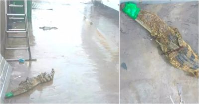 Phát hiện cá sấu dài 1,2m bò vào bãi xe khách ở miền Tây