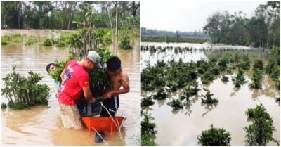 Sau bão số 12, người dân Bình Định tất bật ôm cả trăm chậu mai Tết chạy lũ
