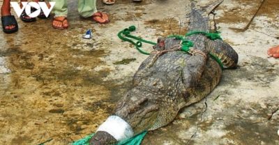 Trong 2 tuần, người dân Cà Mau bắt được 4 con cá sấu