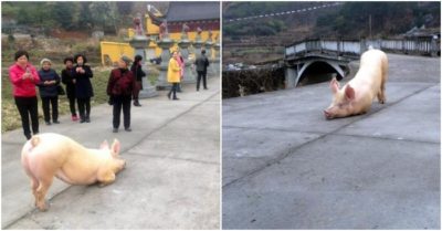 Video: Biết sắp bị bắt đưa tới lò mổ, con lợn chạy tới cổng chùa quỳ gối hàng tiếng đồng hồ