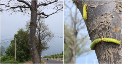 Hàng trăm cây Sao Đen ở Vũng Tàu bị sâu lạ tấn công