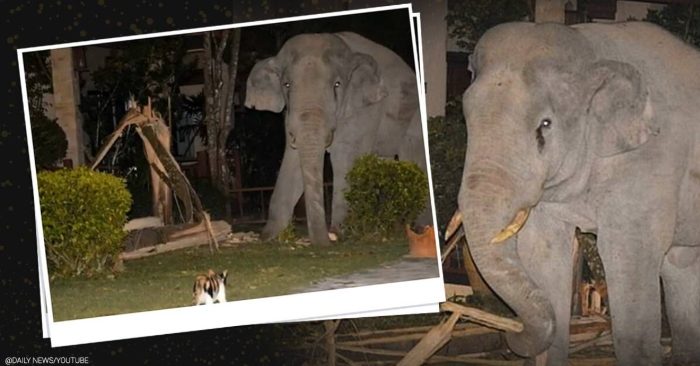 THÁI LAN Con mèo dũng cảm đuổi thành công con voi nặng 4 tấn lẻn vào nhà chủ giữa đêm khuya nhằm tìm kiếm thức ăn.
