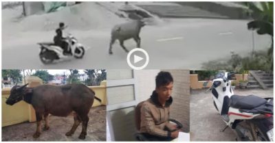 Thanh niên ở Nghệ An đi SH, dắt trâu bên đường về bán lấy tiền tiêu Tết